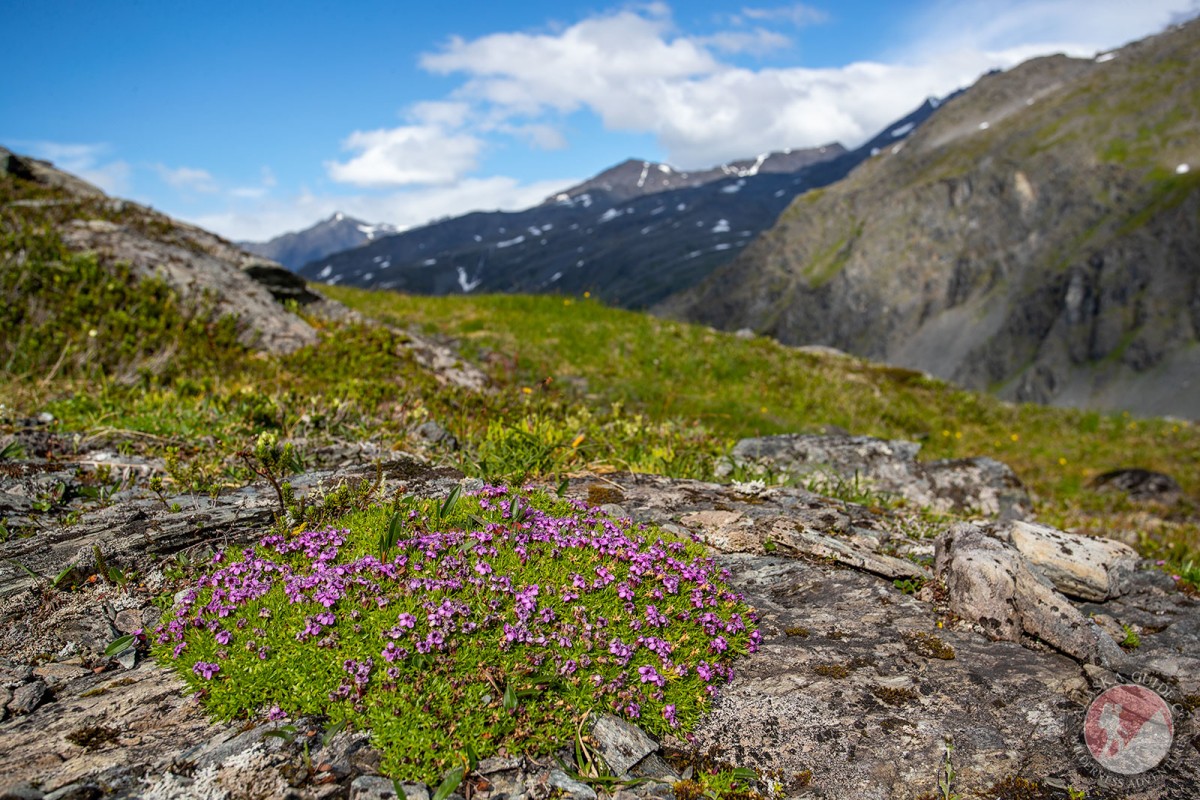 Moss Campion growing on the backside of West Peak, Valdez, below Glacier Lookout.