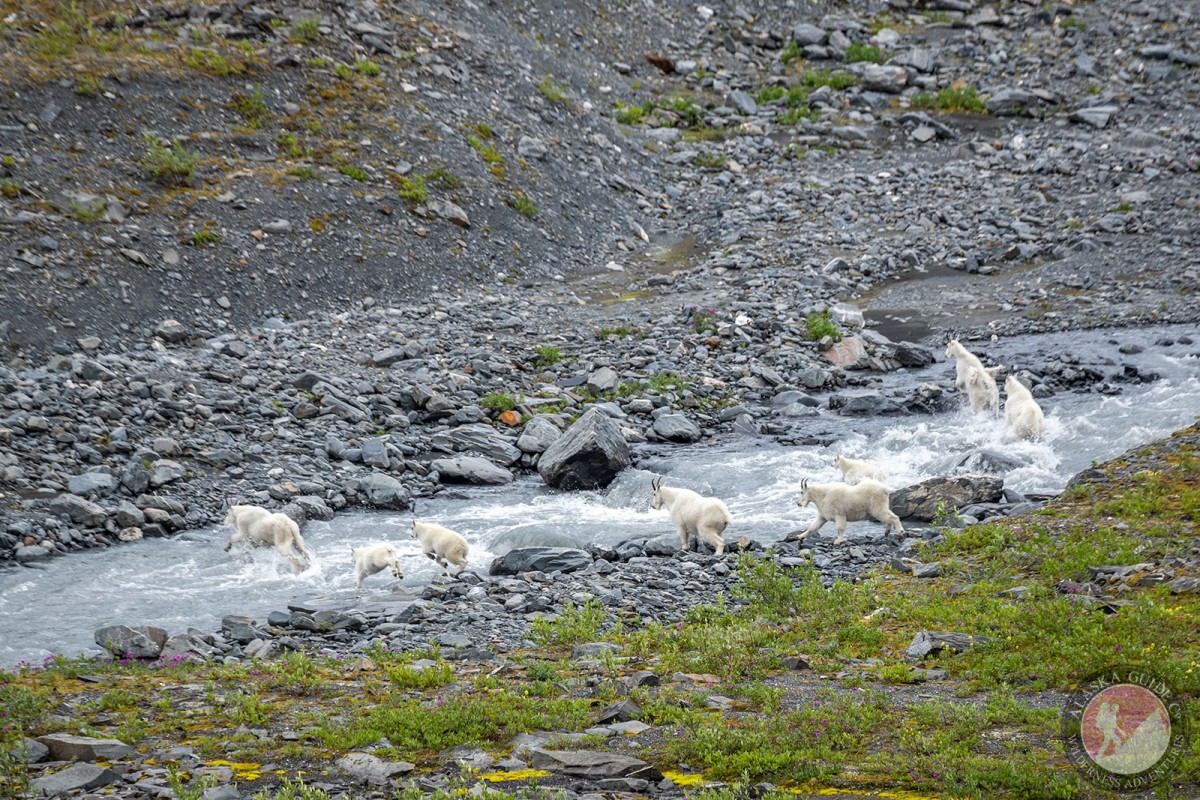 A small herd of Mountain Goats crossing a stream in the Chugach Mountains.