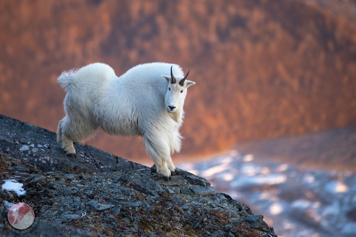 Mountain Goat in the Chugach Mountains.