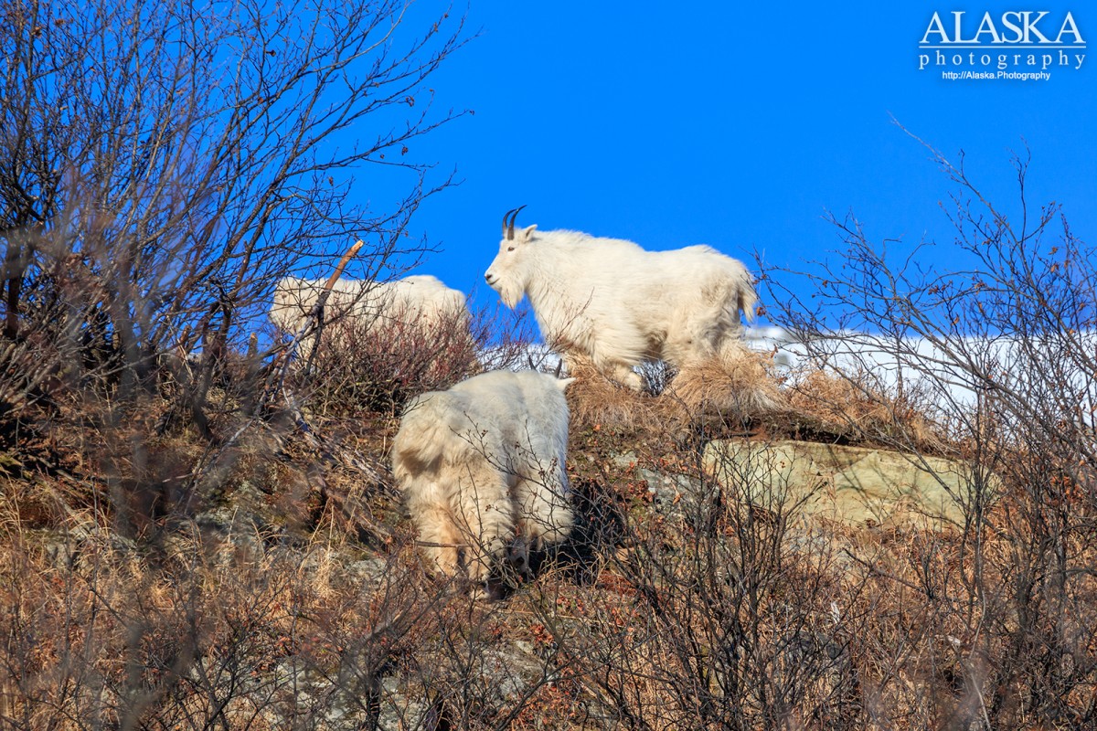 Mountain goats near Thompson Pass.