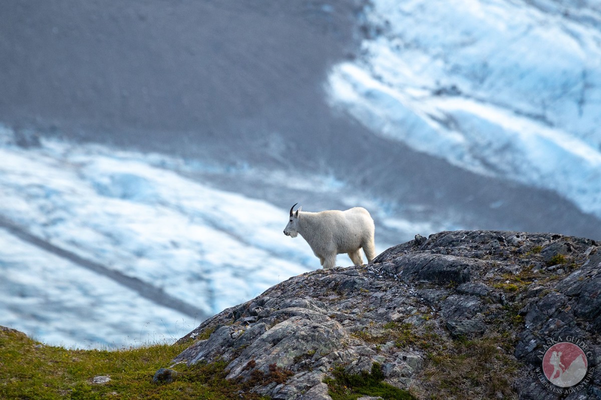 A mountain goat stands 3,500ft above Valdez, Glacier.