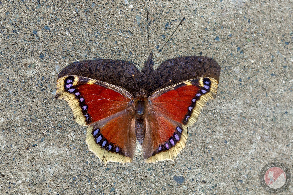 A mourning cloak on a walkway in the Chilkoot Bald Eagle Preserve, Haines, Alaska.