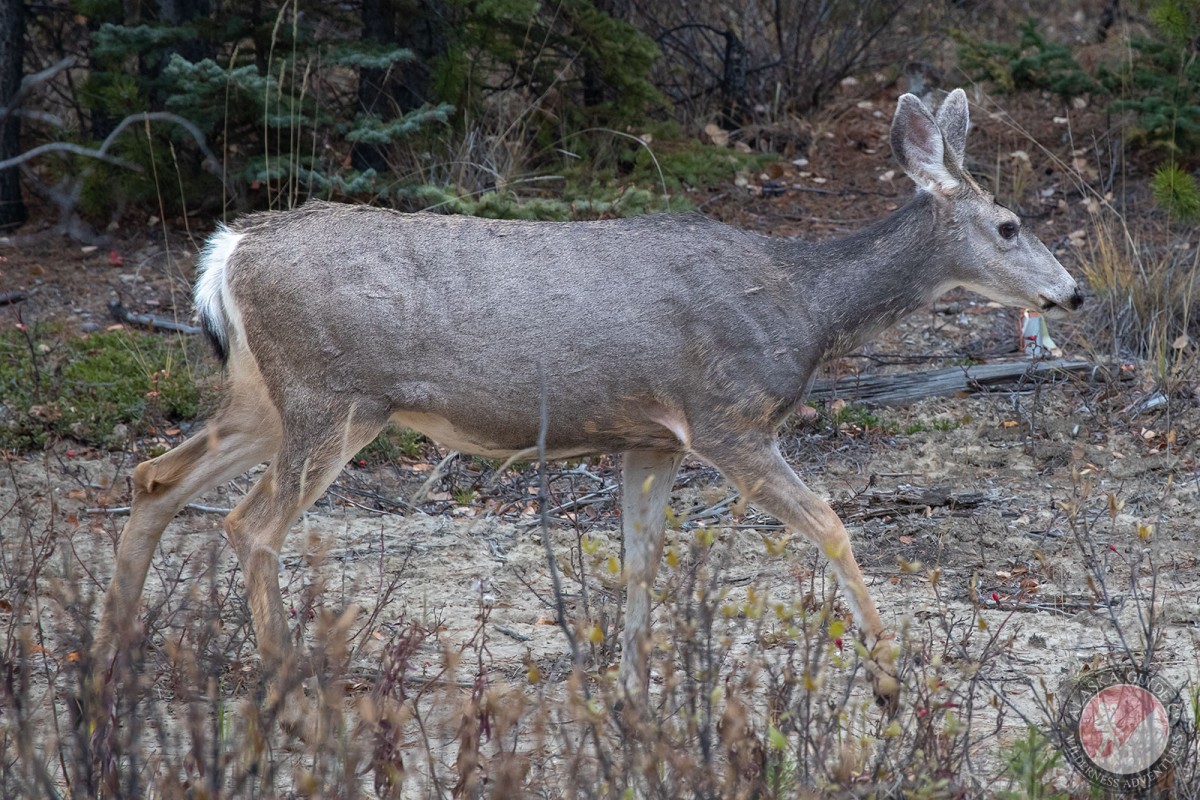 Mule deer are a rare site in Alaska. Most of them migrate out of the Yukon or BC.