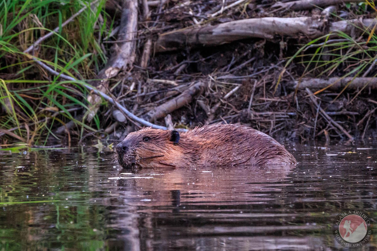 North american beaver in a pond near Thompson Pass, Valdez, Alaska.