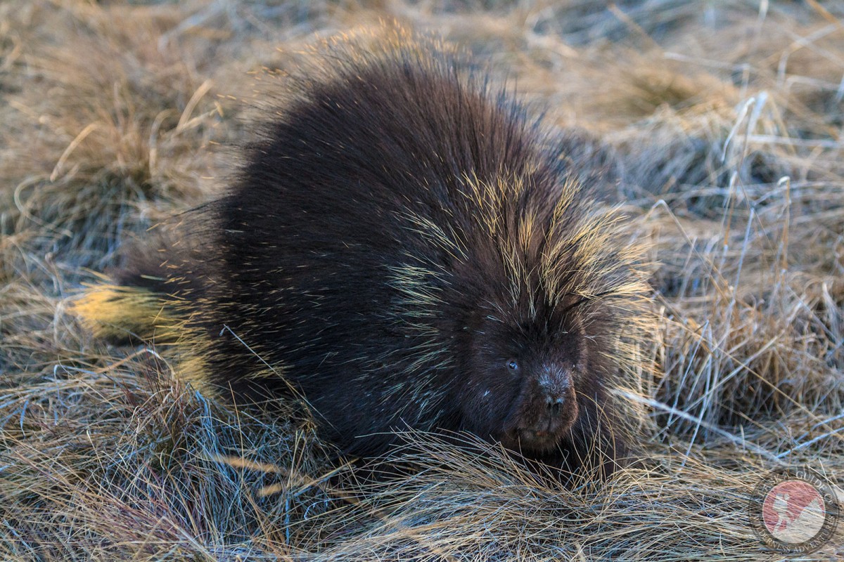 Porcupine outside of Tok, Alaska.