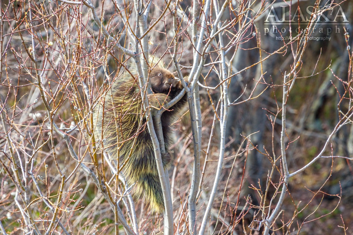 A porcupine climbs a willow to eat the buds.