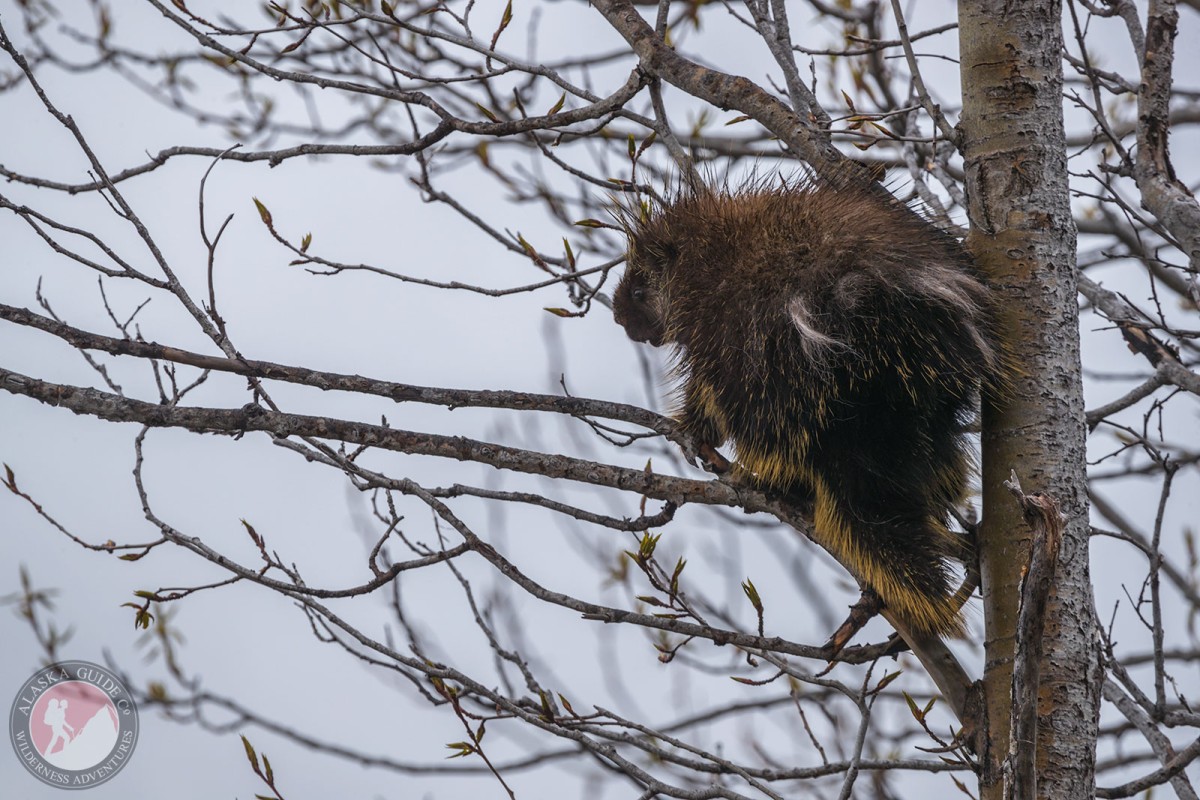 A porcupine rests in a cottonwood tree on Thompson Pass.
