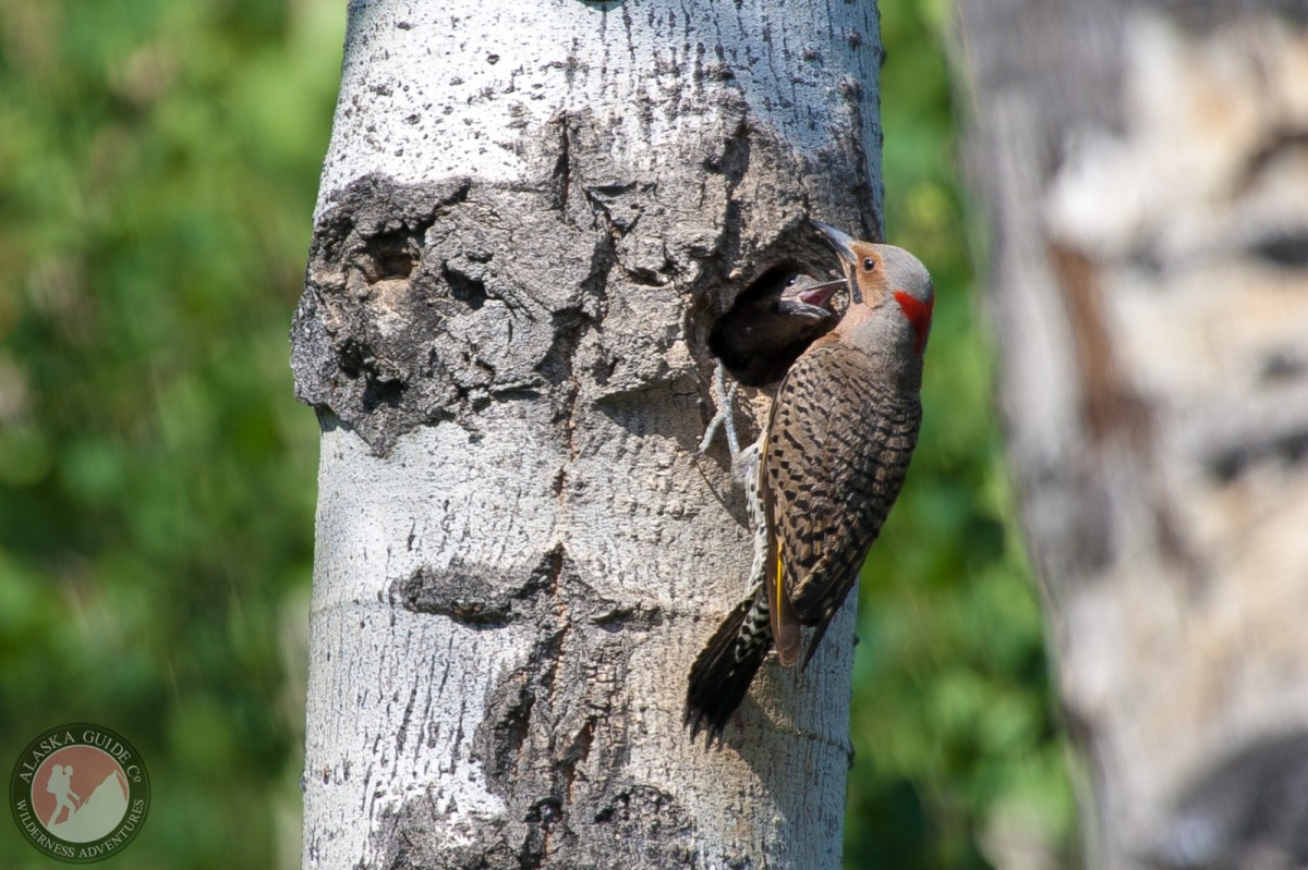 A Northern flicker tends to its nest as baby looks for food.
