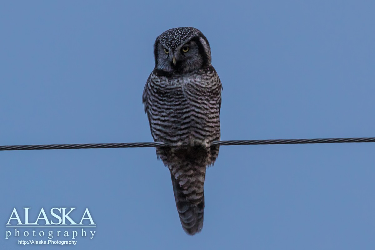 Northern Hawk Owl on a power cable a few miles west of Glennallen along the Glenn Highway.