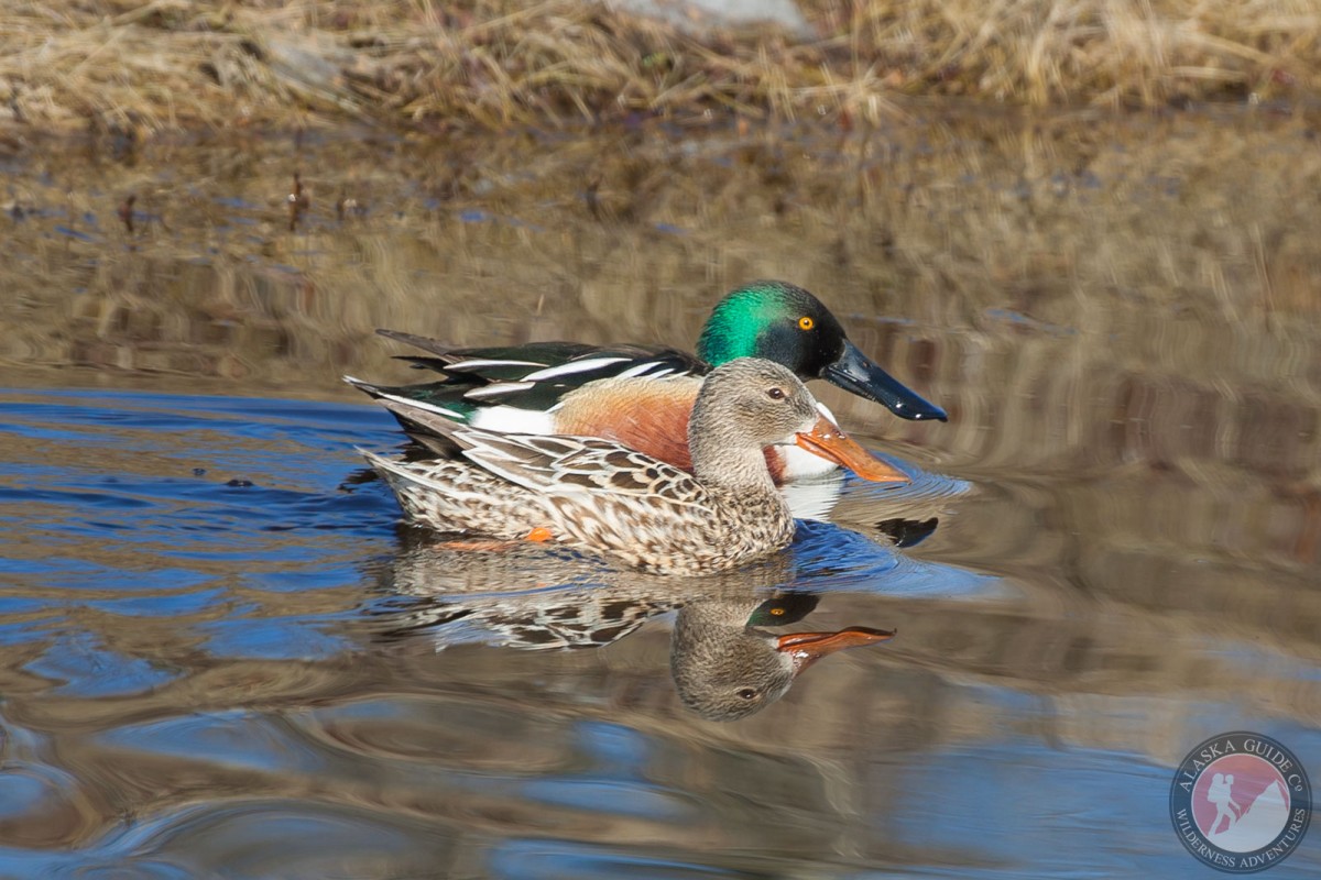 Male and female northern shovelers swimming in a pond near Fairbanks, Alaska.