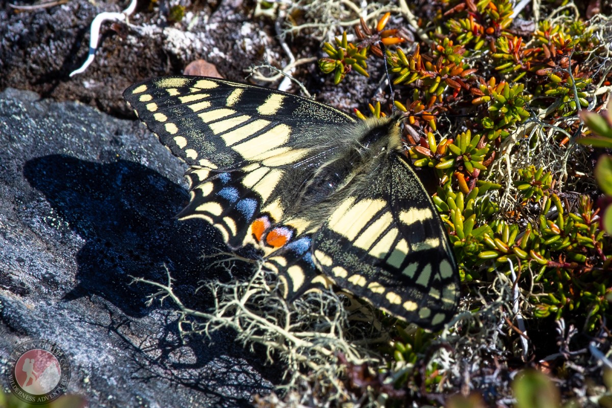 An old world swallowtail, Thompson Pass, Valdez, Alaska. Mid-June