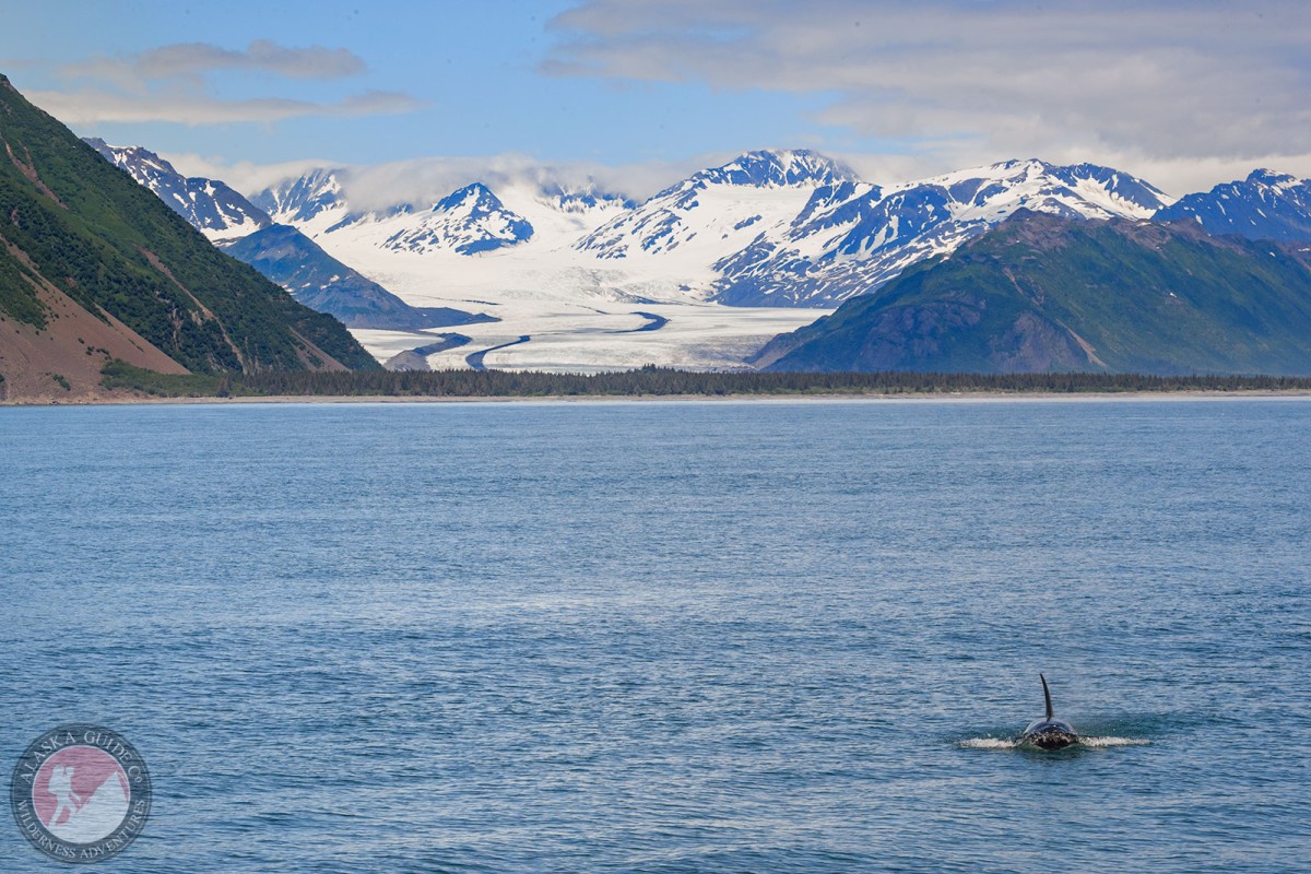 An orca swims in Resurrection Bay with Bear Glacier in the background.