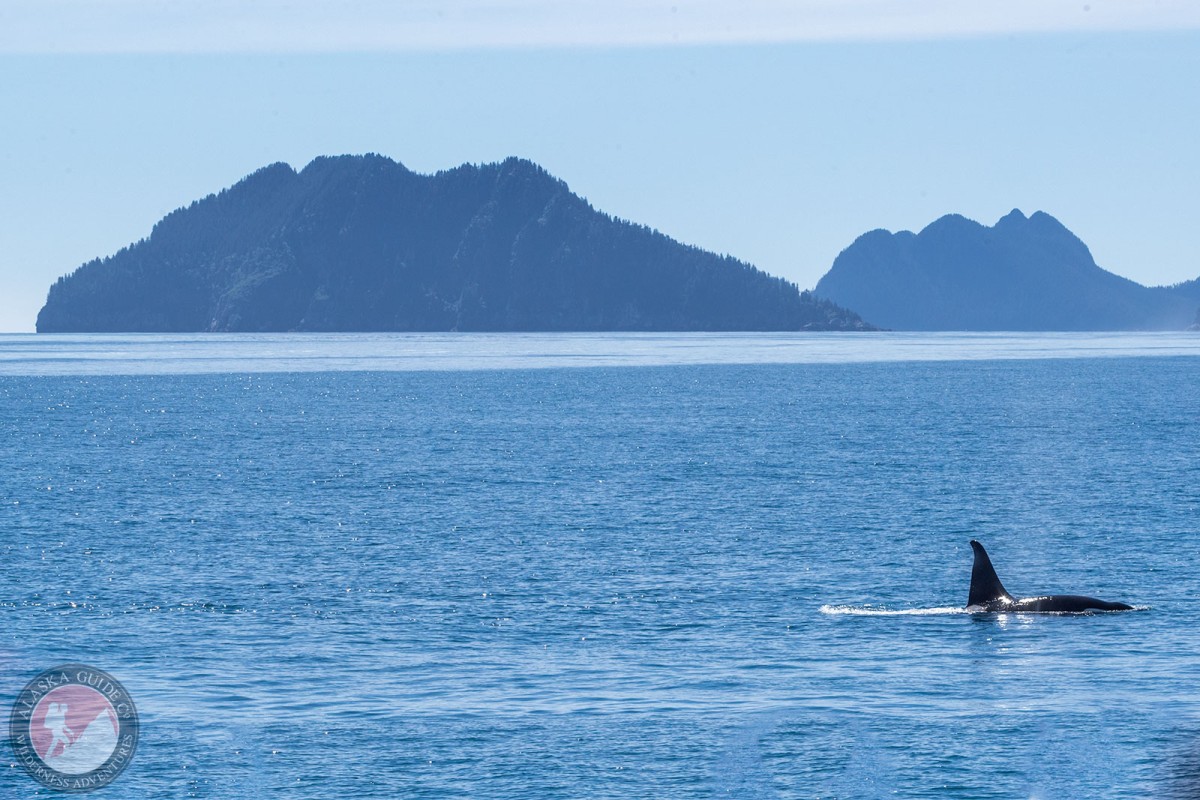 Cheval Island with an orca swimming in front of Cheval Narrows and Aialik Peninsula.