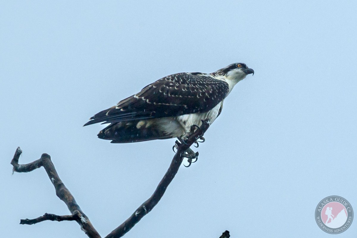 An osprey sits in the top of a tree near the Ammunition Island container terminal, Valdez, Alaska.