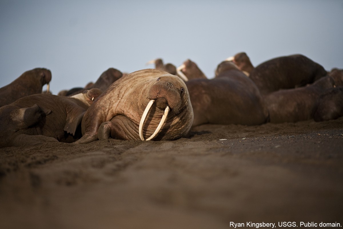 Walruses gathered by the tens of thousands in September 2013 to rest on the shores of the Chukchi Sea near the coastal village of Point Lay, Alaska. Ryan Kingsbery, USGS. Public domain.