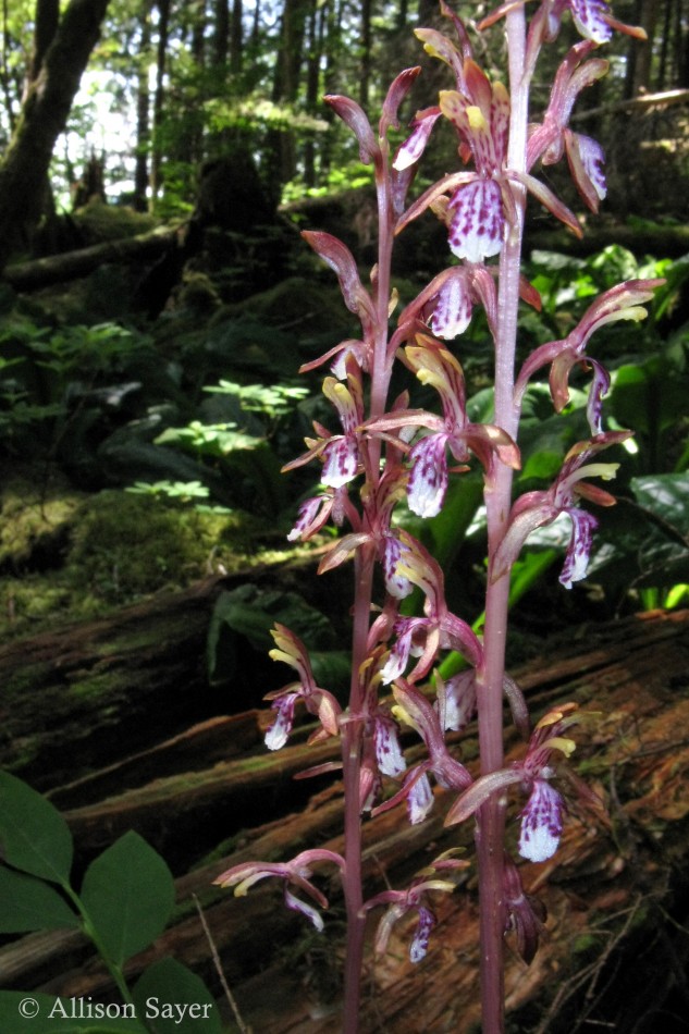 Pacific Coralroot growing in the forest.