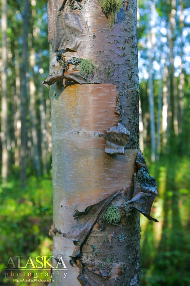 Paper birch outside of Fairbanks.
