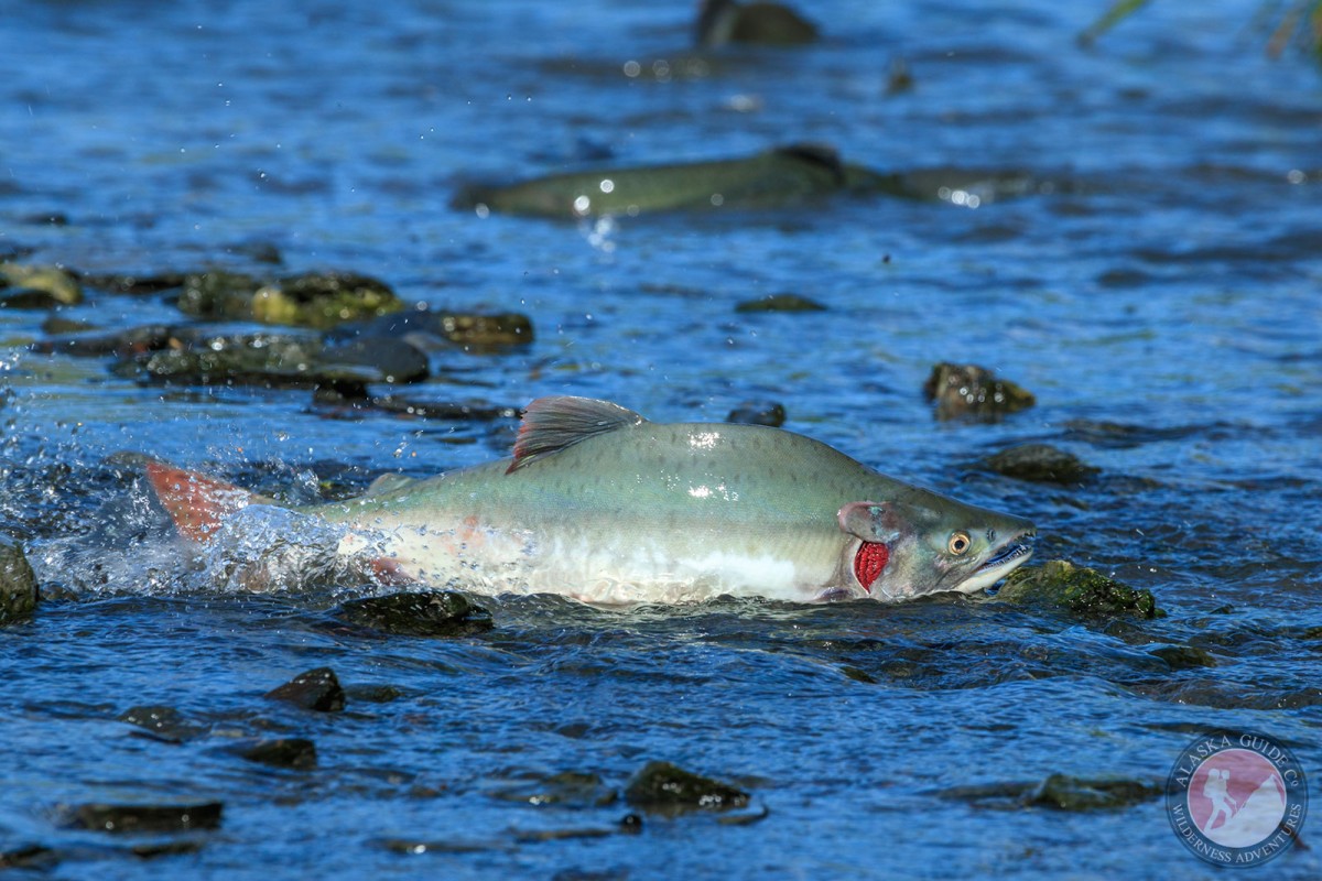 Identify Alaskan Fish Species