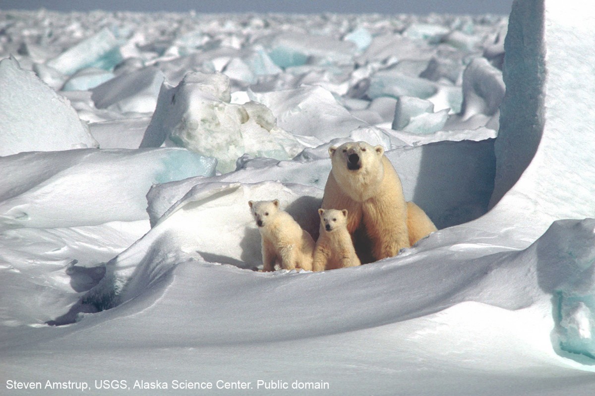 Polar bear mother and two cubs on the Beaufort Sea ice. Steven Amstrup, USGS, Alaska Science Center. Public domain