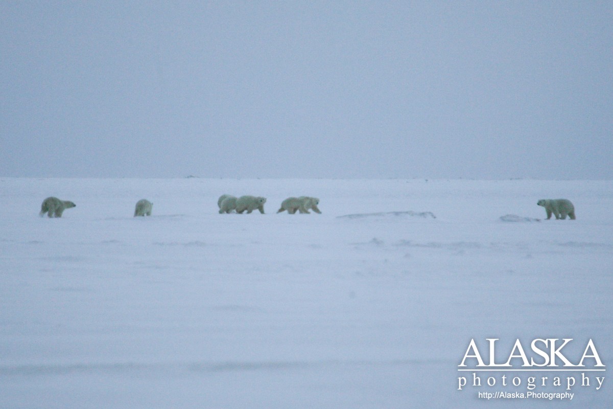 A group of polar bears near Kaktovik.