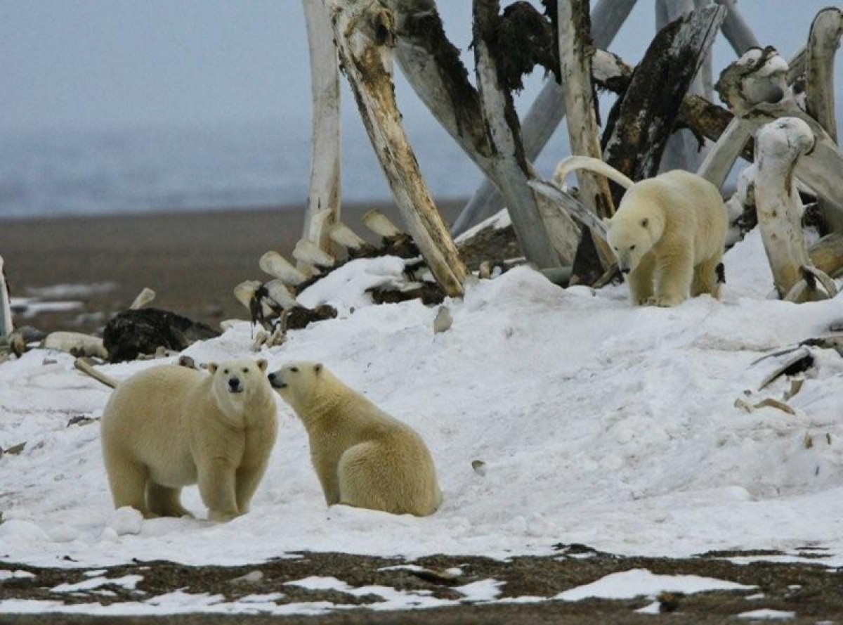 Polar bear family at a whale bone pile near Kaktovik, Alaska. April 20, 2016. USGS Public domain.