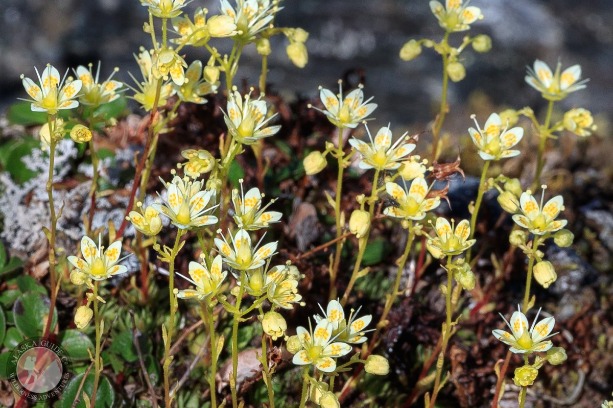 Prickly saxifrage growing on Thompson Pass, among DOT glacier and Twentyseven Mile Glacier. Early August.