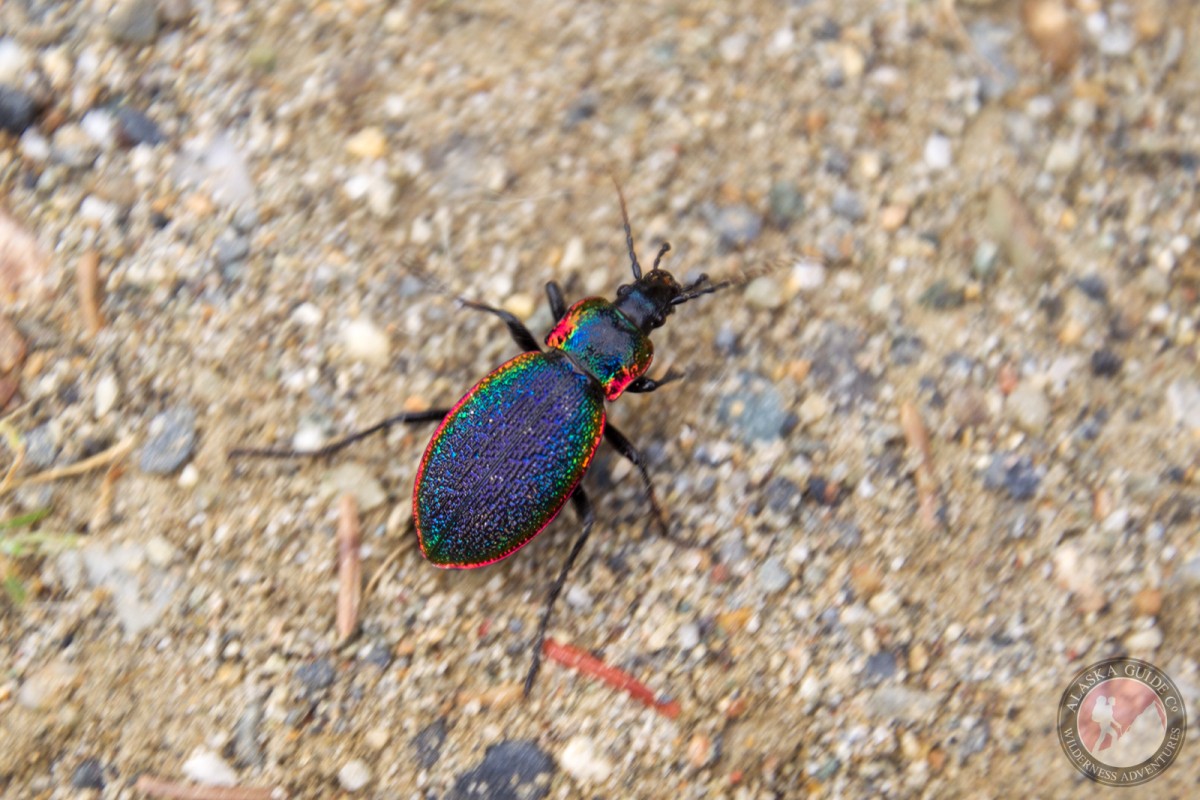 A rainbow beetle scurries across the ground on the hills north of the Goldstream Valley, Fairbanks, Alaska.