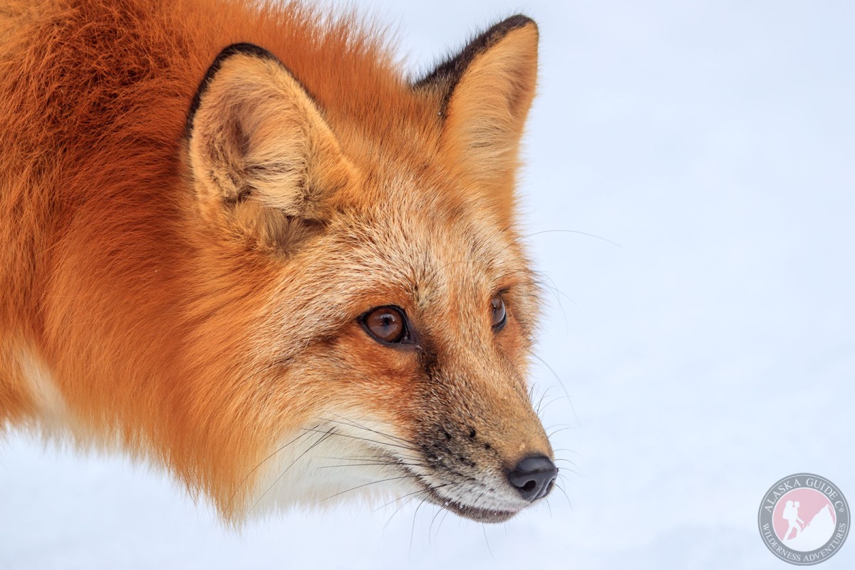 Red fox in the snow.