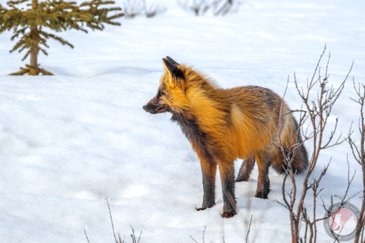 Red Fox in the snow.
