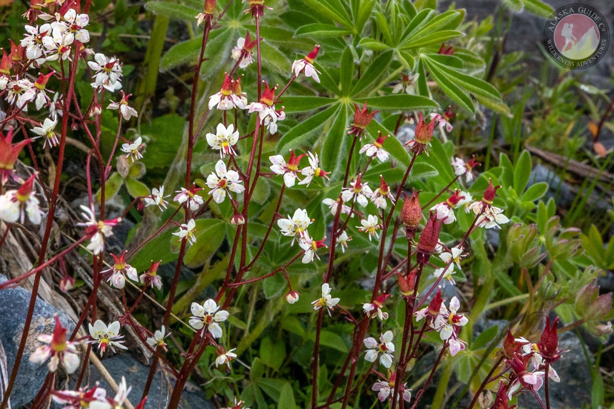 Red-stemmed Saxifrage