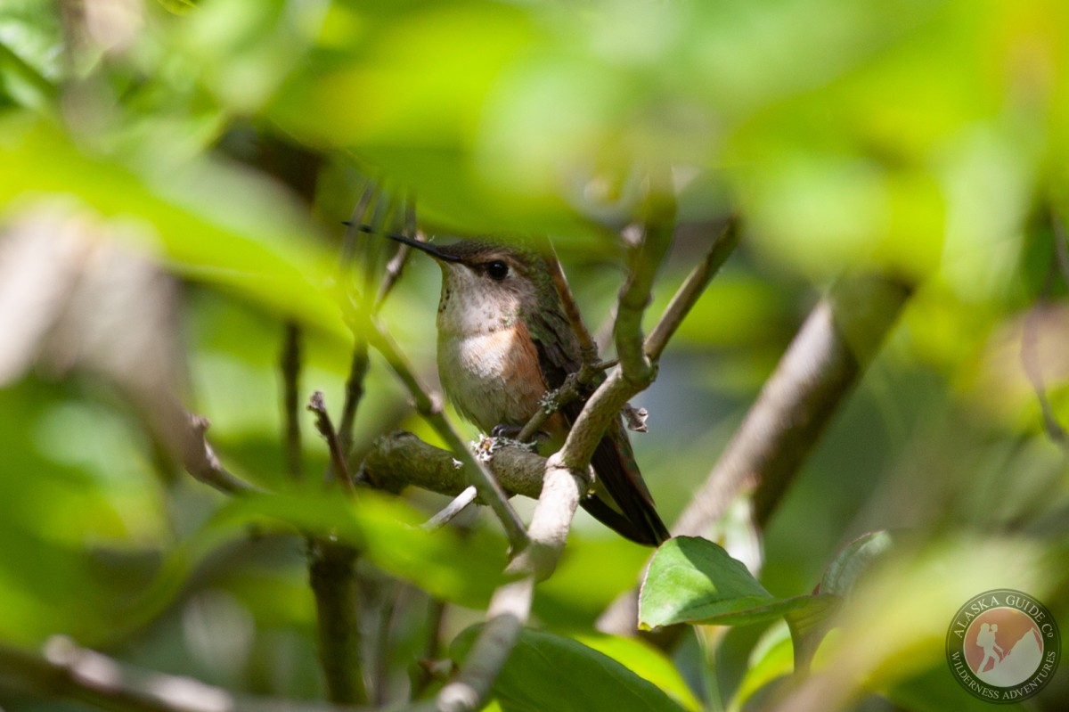 A younger female Rufous hummingbird rest in a shurb.
