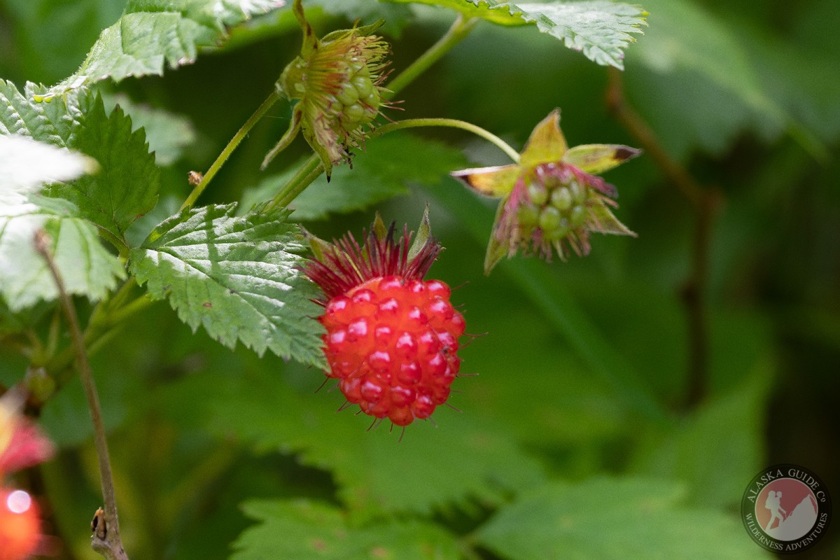 A salmonberry growing in the forest along Prince William Sound.