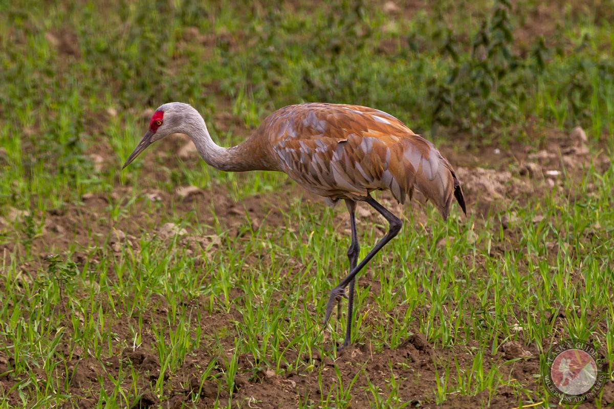 A sandhill crane searches for food at Creamers Field in Fairbanks.