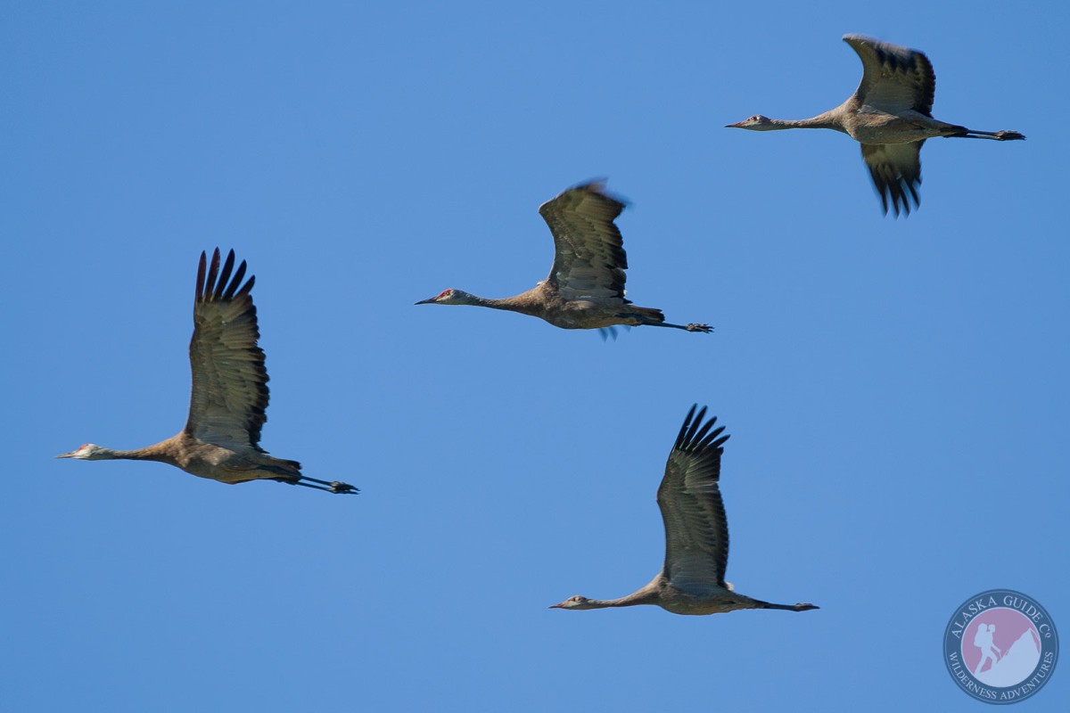 Sandhill cranes in flight over Fairbanks.