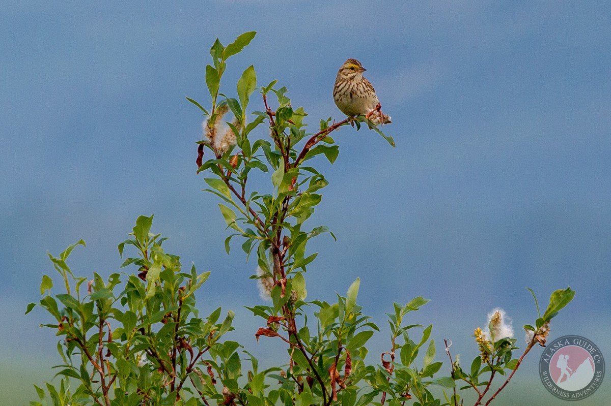 A savannah sparrow sitting in a willow south of Delta Junction.