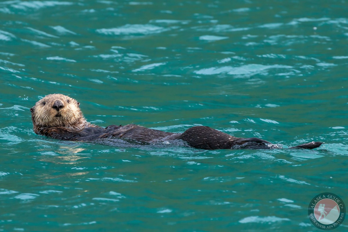 A sea otter floats around in Port Valdez.