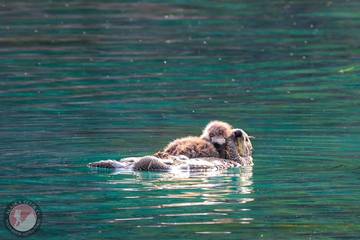 A sea otter cleans her newborn pup while floating around Jackson Cove, Glacier Island. 