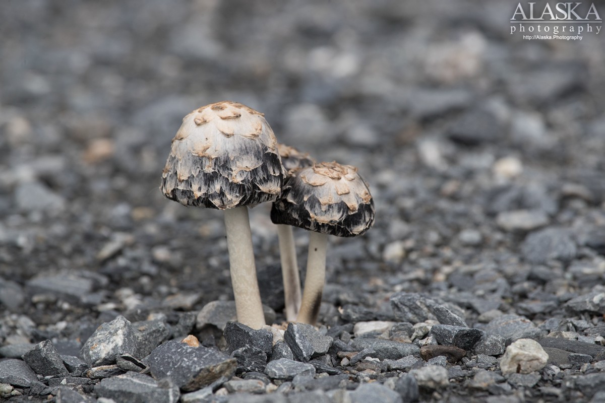 Shaggy Ink Cap (Coprinus comatus) growing out of a gravel road near Thompson Pass, Valdez.