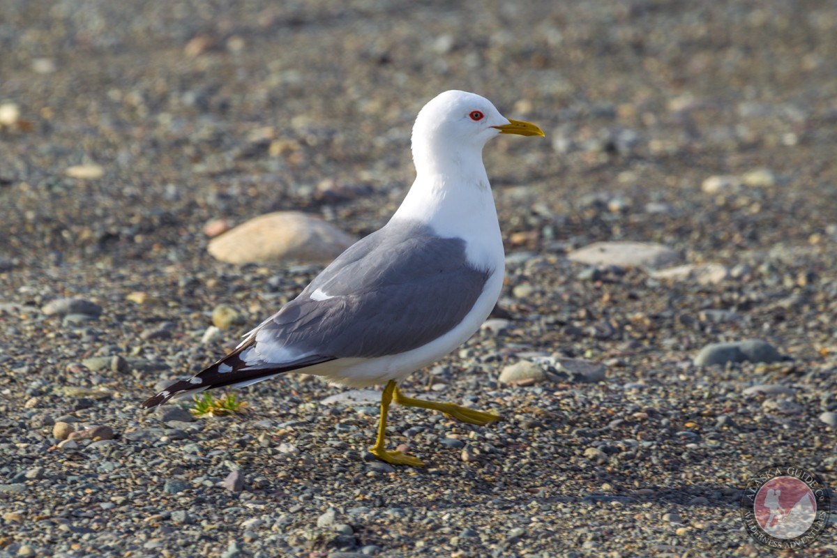 Short-billed Gull