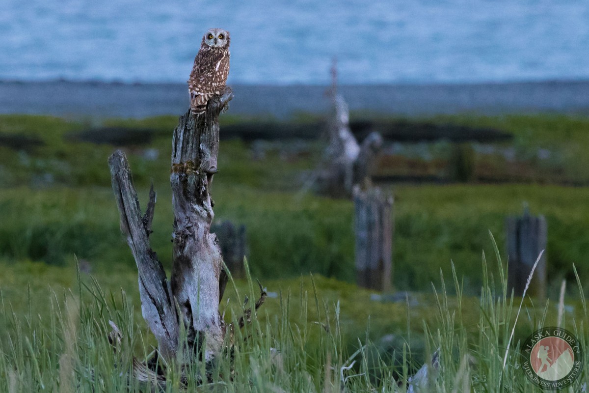 Short-eared owl on a stump in Old Valdez, Valdez, Alaska.