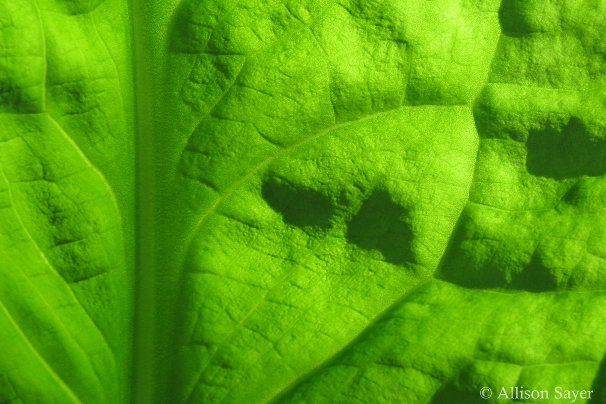 A close up look at a skunk cabbage leaf.