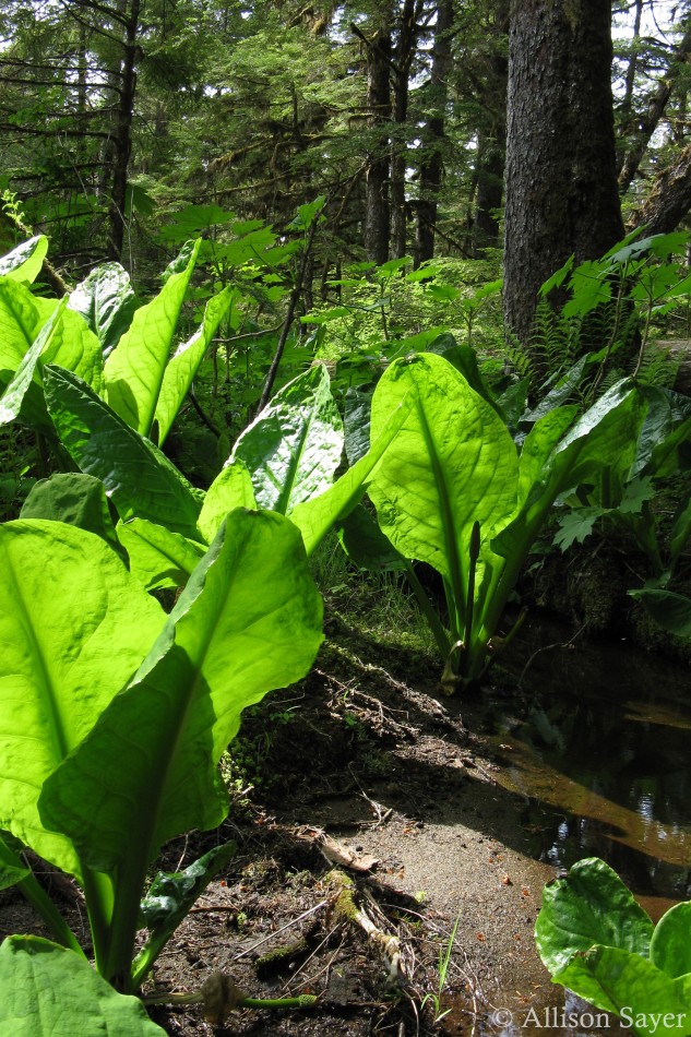 A patch of skunk cabbage growing the forest.