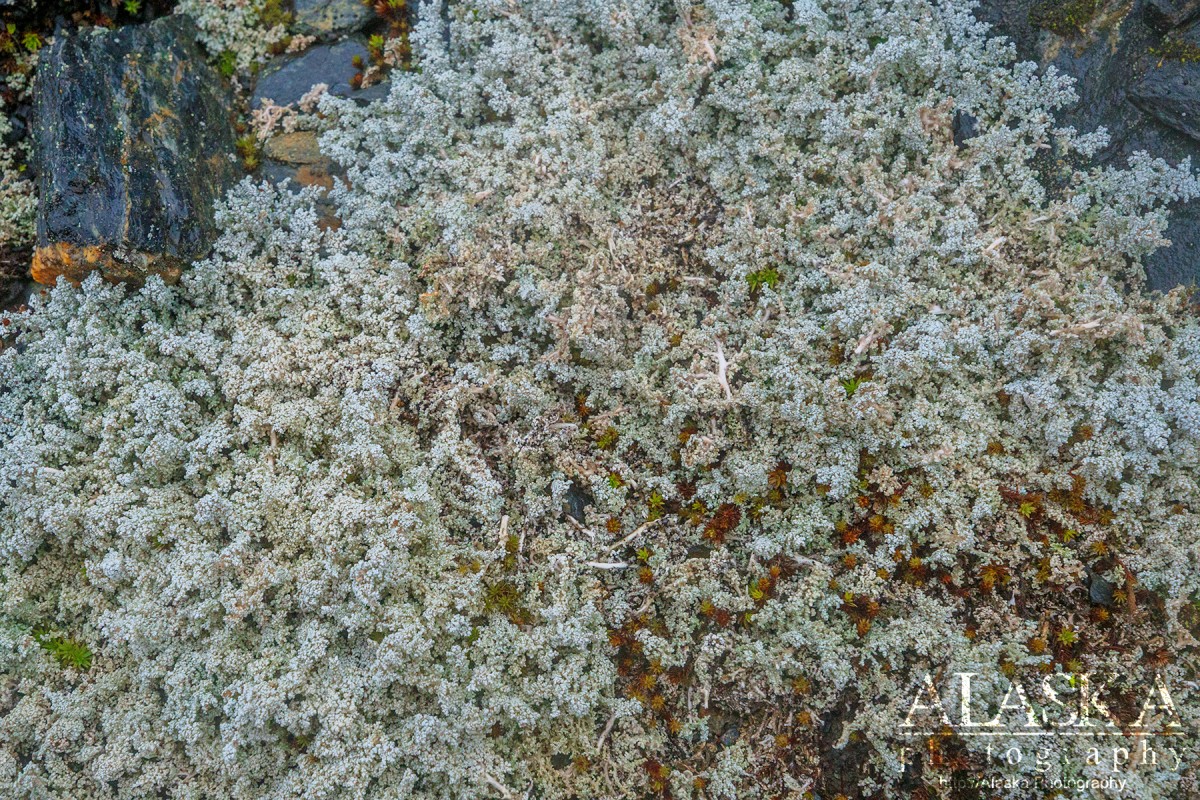 Stereocaulon known as snow lichen, or foam lichen, growing on Thompson Pass.