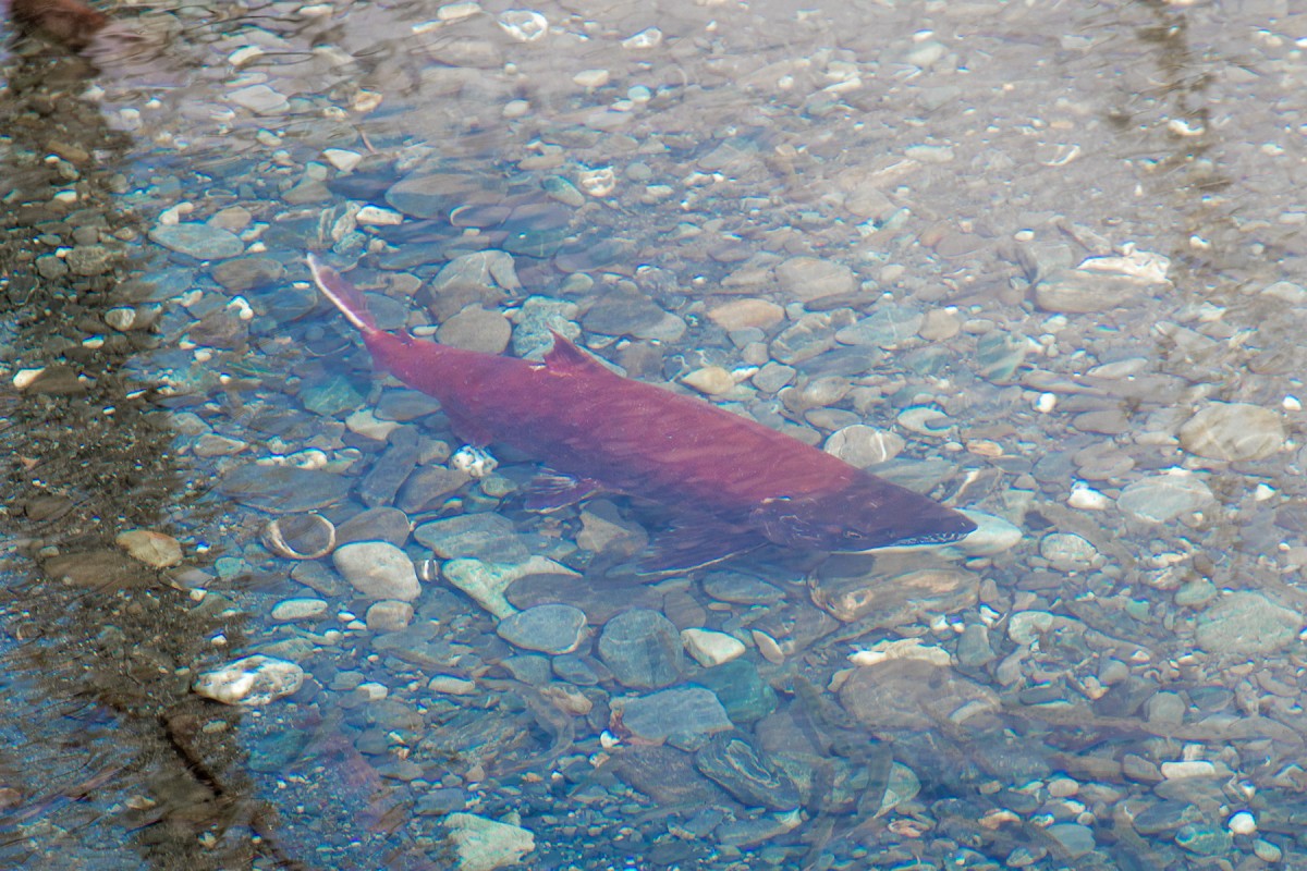 Sockeye or Red Salmon spawning in Valdez.