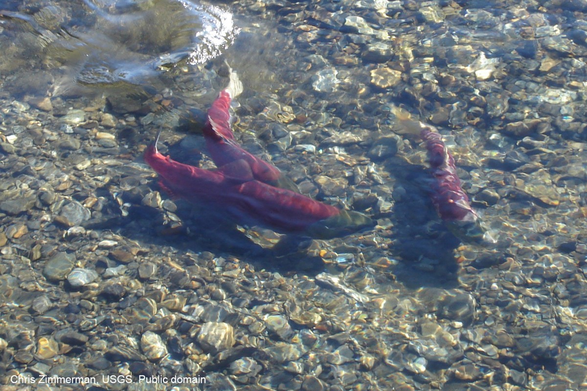 Spawing sockeye salmon in the Grand Central River, near Nome, Alaska. Chris Zimmerman, USGS. Public domain