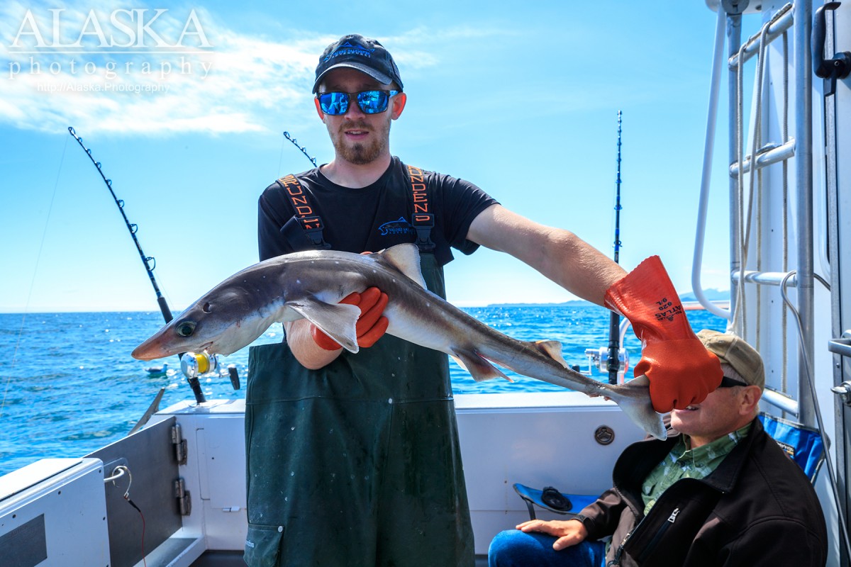 This spiny dogfish was caught while halibut fishing in the Gulf of Alaska. It has no food value so it was released after being photographed.