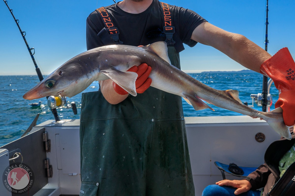 An accidental catch, this spiny dogfish was released after being caught and photographed in the Gulf of Alaska.