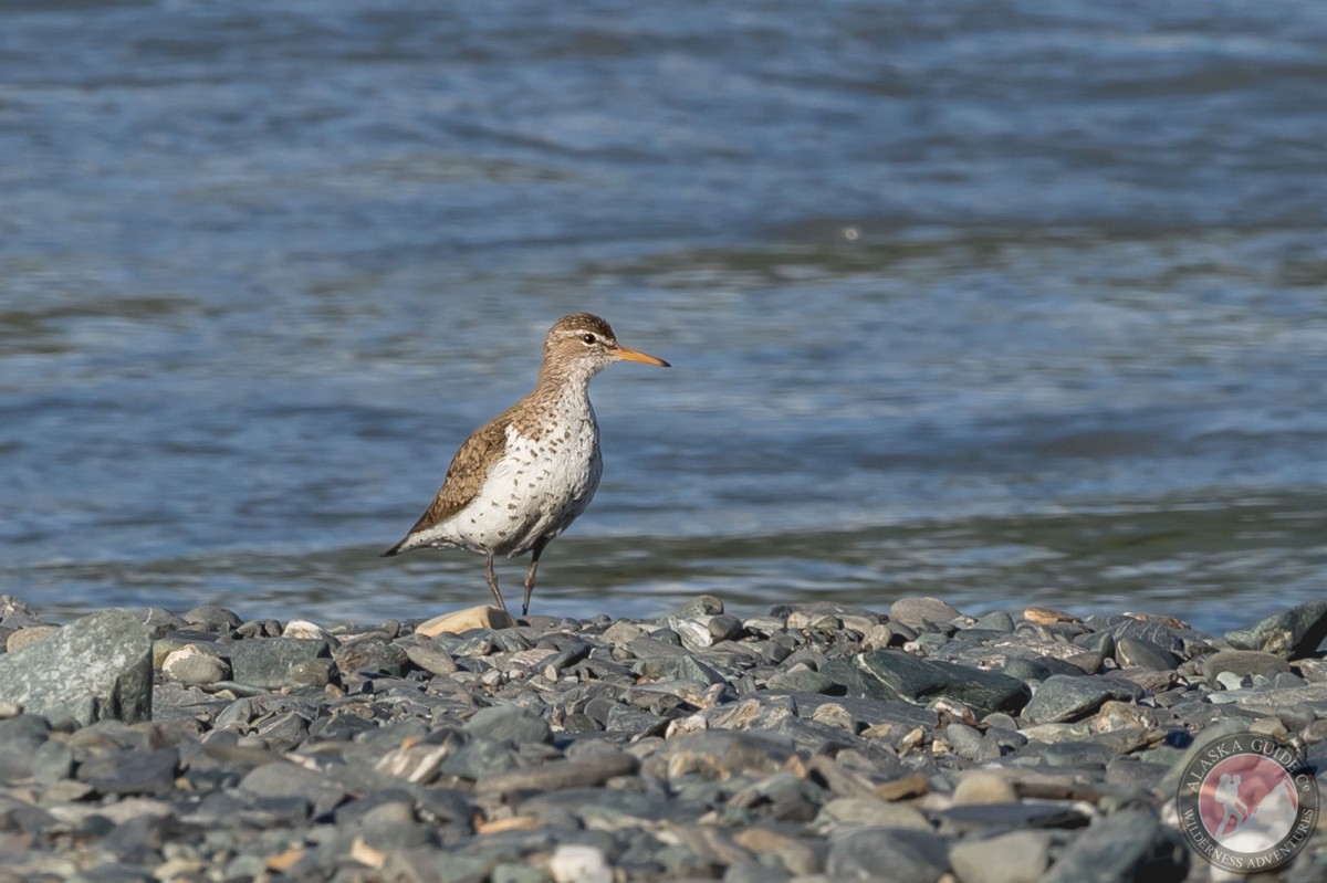 Spotted sandpiper by the mouth of the Lowe River, Valdez, Alaska.