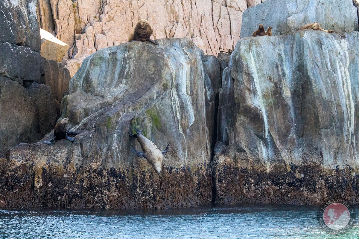Steller sea lion diving from Natoa Island.