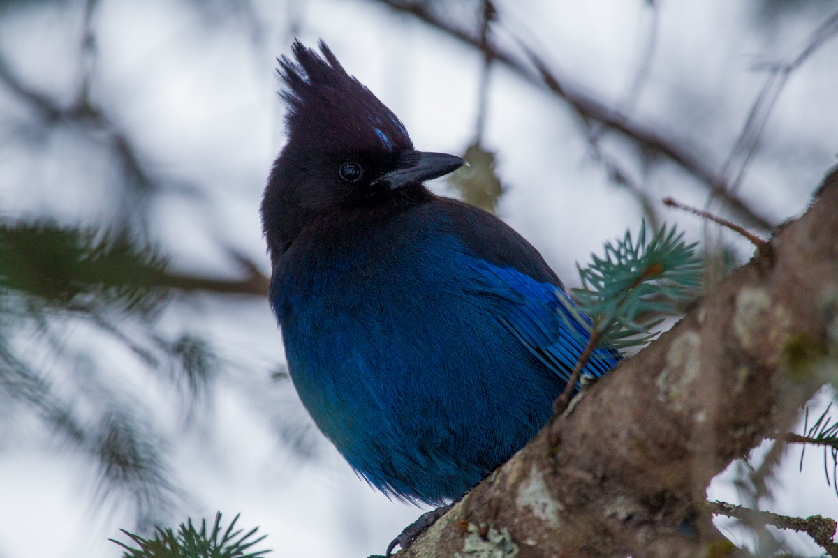 A Steller's Jay sits in a spruce tree.